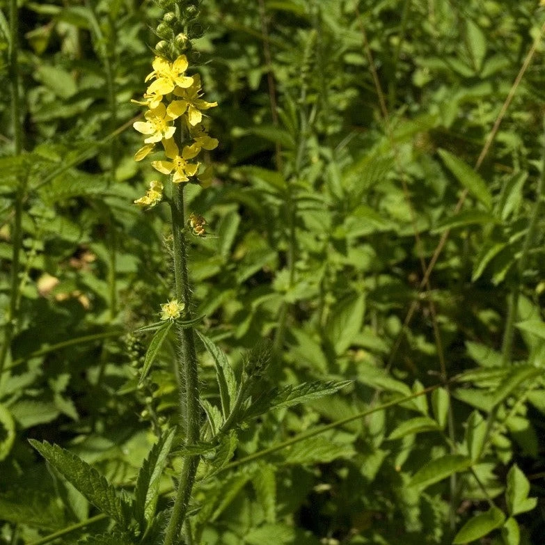 FuturePlanter Grosser Odermennig (Agrimonia Procera)