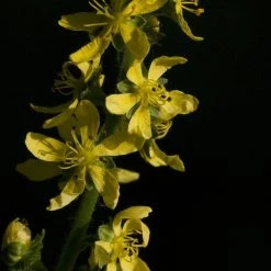 FuturePlanter Grosser Odermennig (Agrimonia Procera)