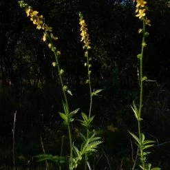 FuturePlanter Grosser Odermennig (Agrimonia Procera)