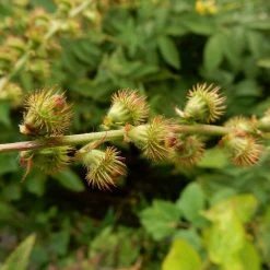 FuturePlanter Grosser Odermennig (Agrimonia Procera)
