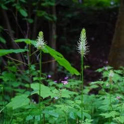 FuturePlanter Alle Pflanzen Im Shop Ährige Rapunzel (Phyteuma Spicatum)