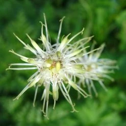 FuturePlanter Alle Pflanzen Im Shop Ährige Rapunzel (Phyteuma Spicatum)