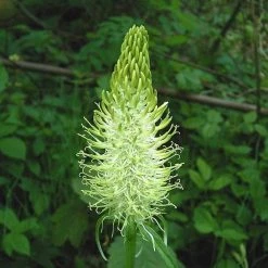 FuturePlanter Alle Pflanzen Im Shop Ährige Rapunzel (Phyteuma Spicatum)