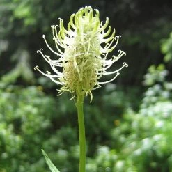 FuturePlanter Alle Pflanzen Im Shop Ährige Rapunzel (Phyteuma Spicatum)