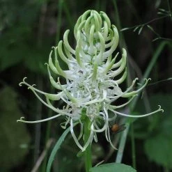 FuturePlanter Alle Pflanzen Im Shop Ährige Rapunzel (Phyteuma Spicatum)