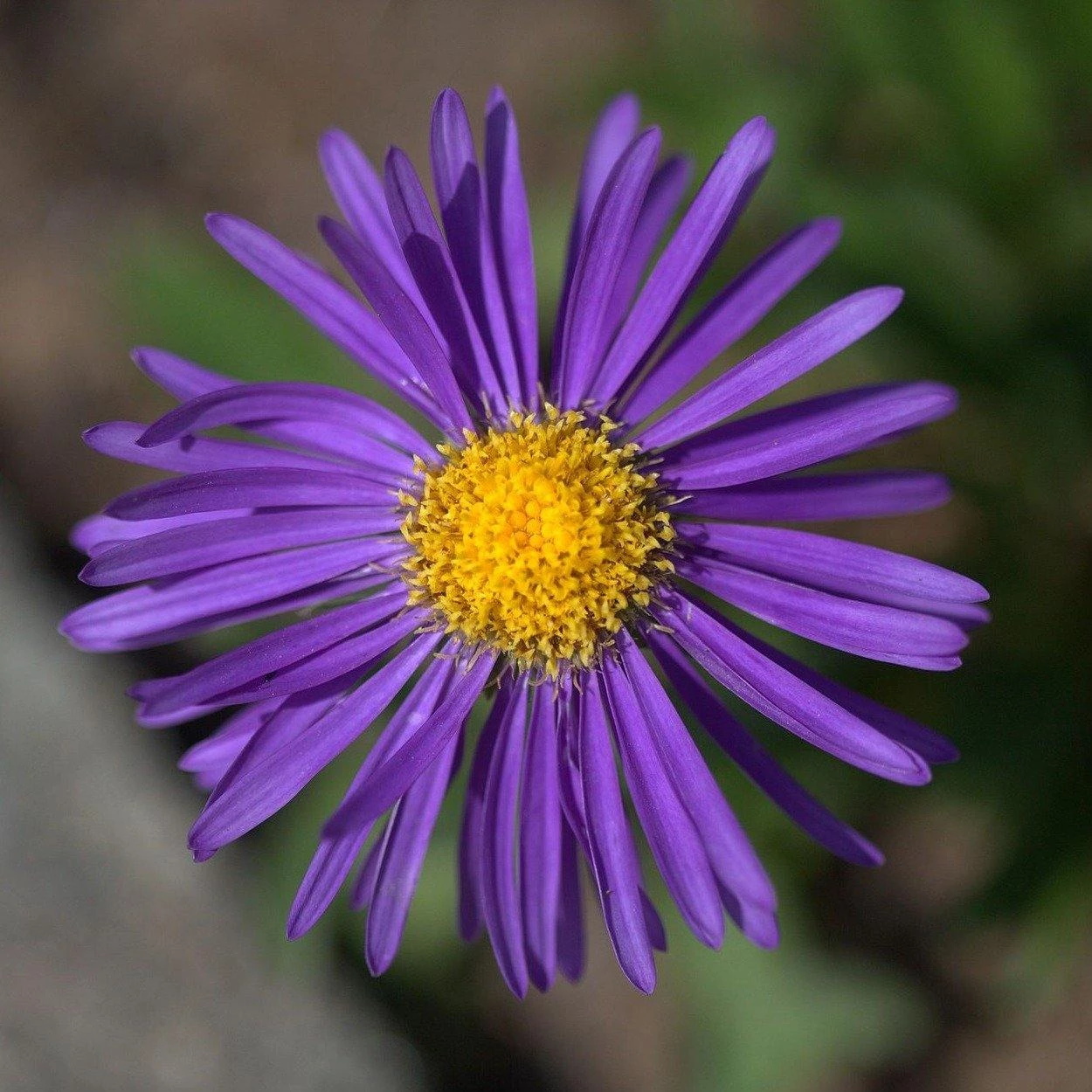 FuturePlanter Alpen-Aster (Aster Alpinus) 2 FuturePlanter Alpen-Aster (Aster Alpinus)
