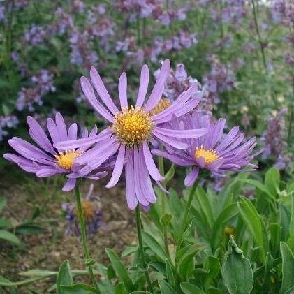 FuturePlanter Alpen-Aster (Aster Alpinus) 6 FuturePlanter Alpen-Aster (Aster Alpinus)