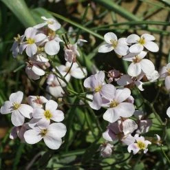 FuturePlanter Alpen-Gänsekresse (Arabis Alpina) Alle Pflanzen Im Shop