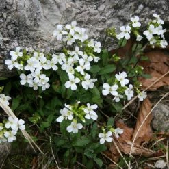 FuturePlanter Alpen-Gänsekresse (Arabis Alpina) Alle Pflanzen Im Shop