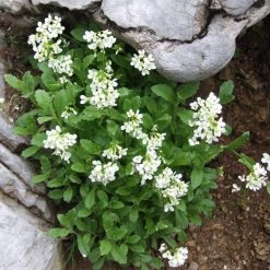 FuturePlanter Alpen-Gänsekresse (Arabis Alpina) Alle Pflanzen Im Shop