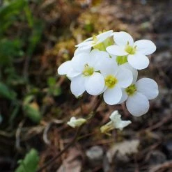 FuturePlanter Alpen-Gänsekresse (Arabis Alpina) Alle Pflanzen Im Shop