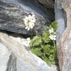 FuturePlanter Alpen-Gänsekresse (Arabis Alpina) Alle Pflanzen Im Shop