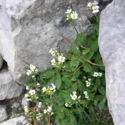 FuturePlanter Alpen-Gänsekresse (Arabis Alpina) Alle Pflanzen Im Shop