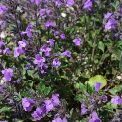 FuturePlanter Alpen-Steinquendel (Acinos Alpinus) Alle Pflanzen Im Shop