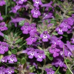 FuturePlanter Alpen-Steinquendel (Acinos Alpinus) Alle Pflanzen Im Shop