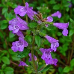 FuturePlanter Alpen-Steinquendel (Acinos Alpinus) Alle Pflanzen Im Shop 12 FuturePlanter Alpen-Steinquendel (Acinos Alpinus) Alle Pflanzen Im Shop
