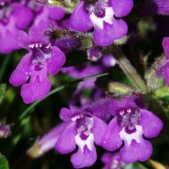 FuturePlanter Alpen-Steinquendel (Acinos Alpinus) Alle Pflanzen Im Shop 10 FuturePlanter Alpen-Steinquendel (Acinos Alpinus) Alle Pflanzen Im Shop