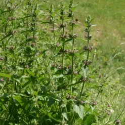 FuturePlanter Alpen-Ziest (Stachys Alpina)
