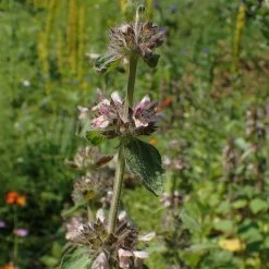 FuturePlanter Alpen-Ziest (Stachys Alpina)
