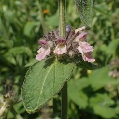 FuturePlanter Alpen-Ziest (Stachys Alpina)