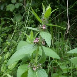 FuturePlanter Alpen-Ziest (Stachys Alpina)