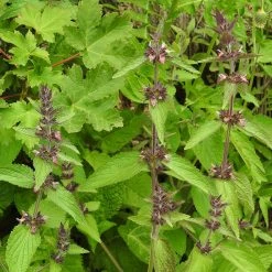 FuturePlanter Alpen-Ziest (Stachys Alpina)