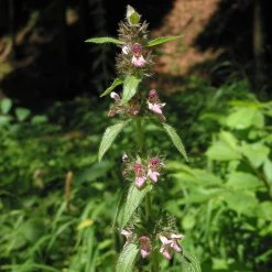 FuturePlanter Alpen-Ziest (Stachys Alpina)