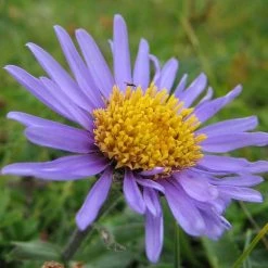 FuturePlanter Alpen-Aster (Aster Alpinus) 12 FuturePlanter Alpen-Aster (Aster Alpinus)