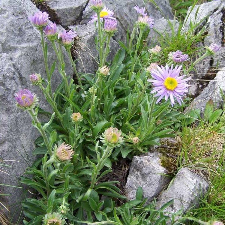FuturePlanter Alpen-Aster (Aster Alpinus) 4 FuturePlanter Alpen-Aster (Aster Alpinus)