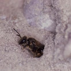 FuturePlanter Wildbienensand