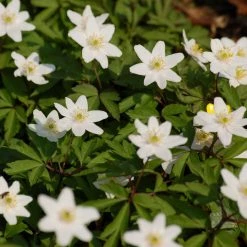 FuturePlanter Buschwindröschen (Anemone Nemorosa)