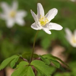 FuturePlanter Buschwindröschen (Anemone Nemorosa)