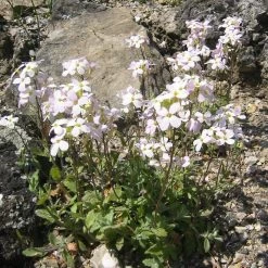 FuturePlanter Alpen-Gänsekresse (Arabis Alpina) Alle Pflanzen Im Shop