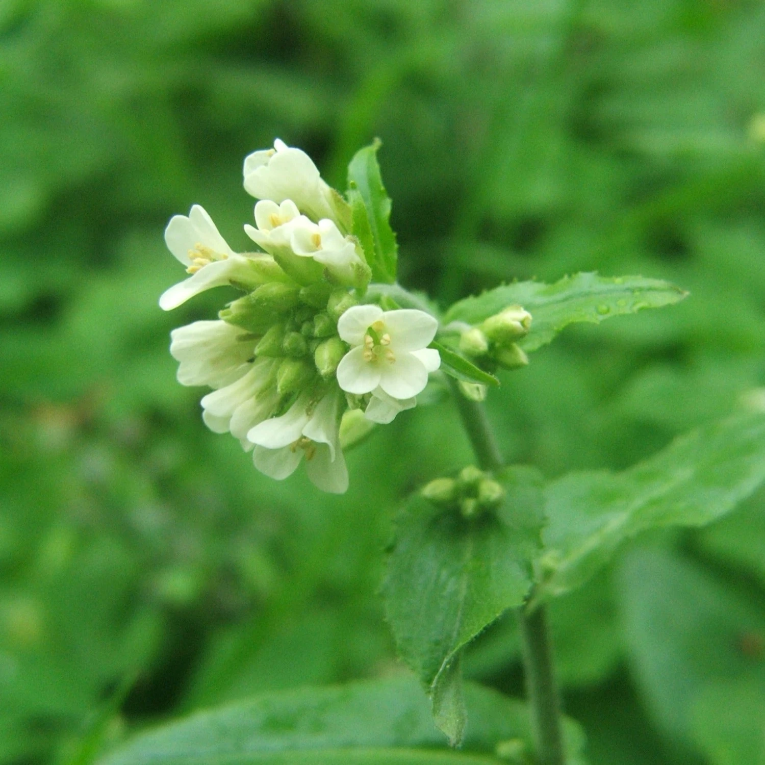 FuturePlanter Turm-Gänsekresse (Arabis Turrita) 2 FuturePlanter Turm-Gänsekresse (Arabis Turrita)