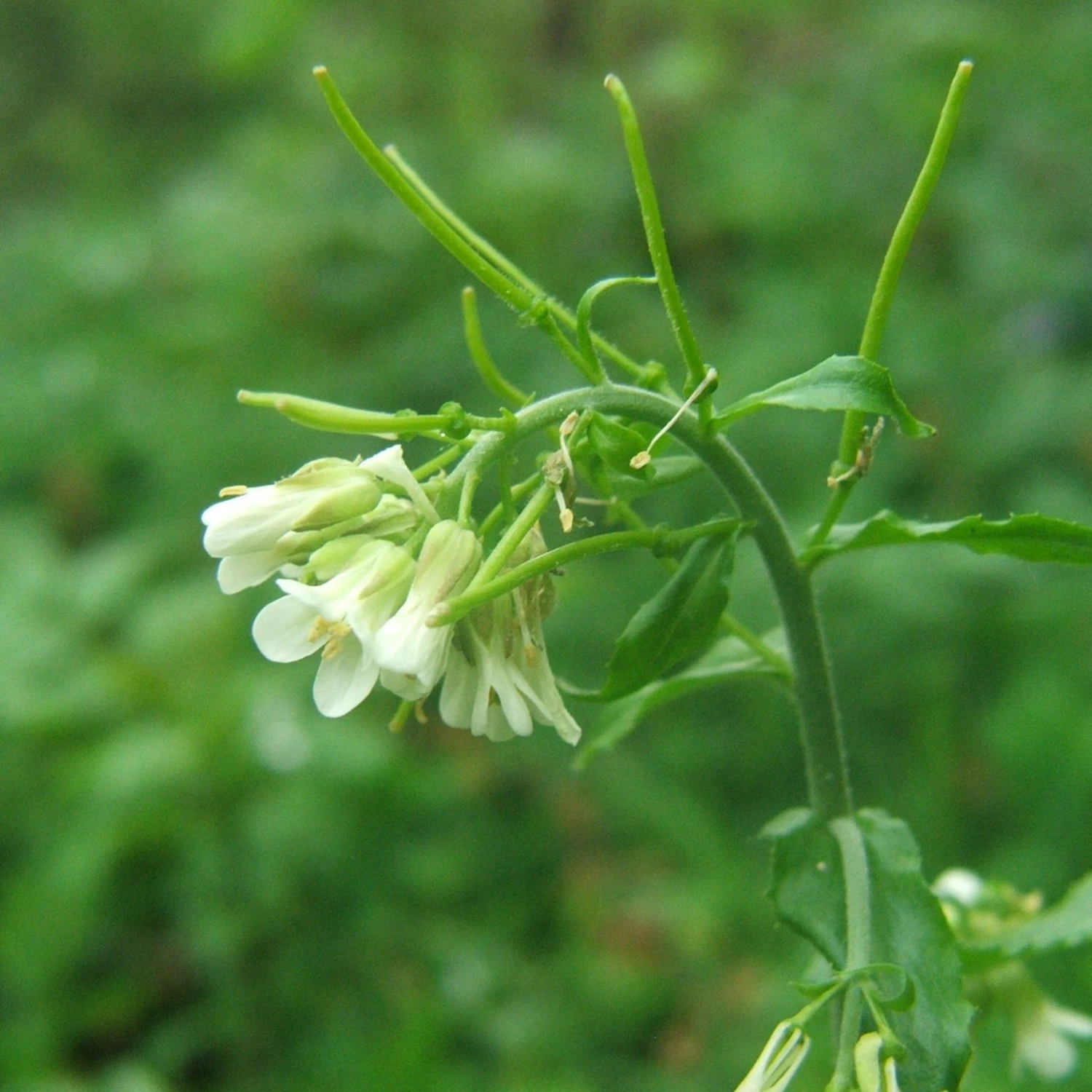 FuturePlanter Turm-Gänsekresse (Arabis Turrita) 3 FuturePlanter Turm-Gänsekresse (Arabis Turrita)
