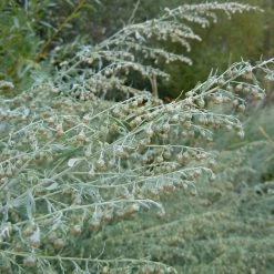 FuturePlanter Alle Pflanzen Im Shop Echter Wermut (Artemisia Absinthium) 7 FuturePlanter Alle Pflanzen Im Shop Echter Wermut (Artemisia Absinthium)