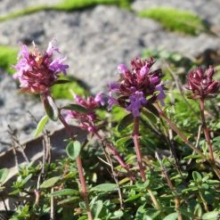 FuturePlanter Arznei-Feld-Thymian (Thymus Pulegioides) Alle Pflanzen Im Shop