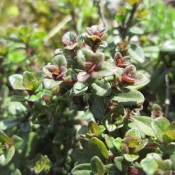 FuturePlanter Arznei-Feld-Thymian (Thymus Pulegioides) Alle Pflanzen Im Shop