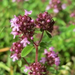 FuturePlanter Arznei-Feld-Thymian (Thymus Pulegioides) Alle Pflanzen Im Shop