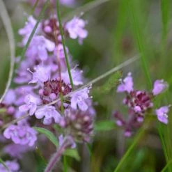 FuturePlanter Arznei-Feld-Thymian (Thymus Pulegioides) Alle Pflanzen Im Shop