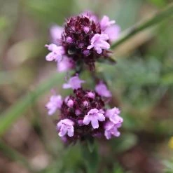 FuturePlanter Arznei-Feld-Thymian (Thymus Pulegioides) Alle Pflanzen Im Shop