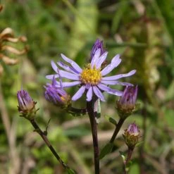 FuturePlanter Berg-Aster (Aster Amellus) Alle Pflanzen Im Shop