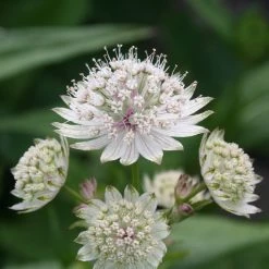 FuturePlanter Grosse Sterndole (Astrantia Major) Alle Pflanzen Im Shop