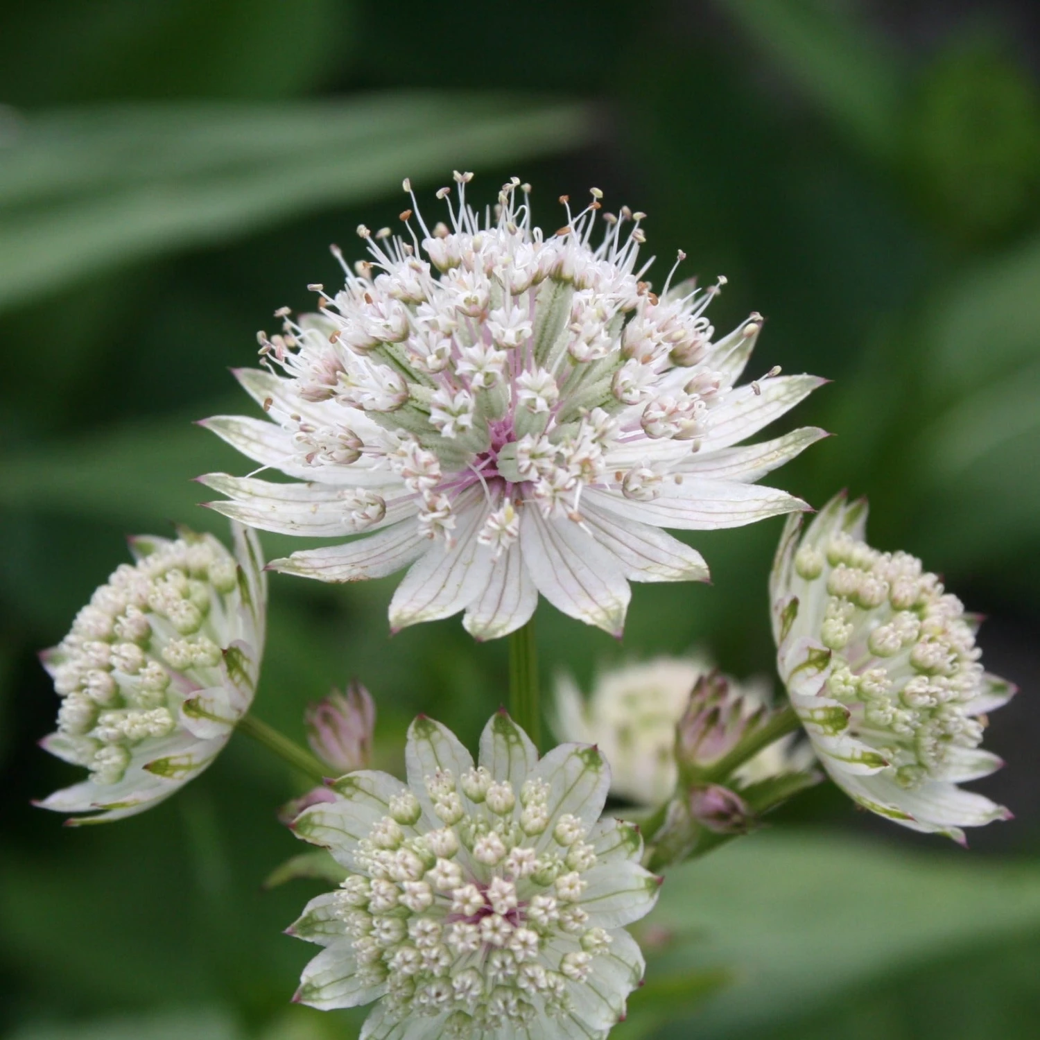 FuturePlanter Grosse Sterndole (Astrantia Major) Alle Pflanzen Im Shop 1 FuturePlanter Grosse Sterndole (Astrantia Major) Alle Pflanzen Im Shop