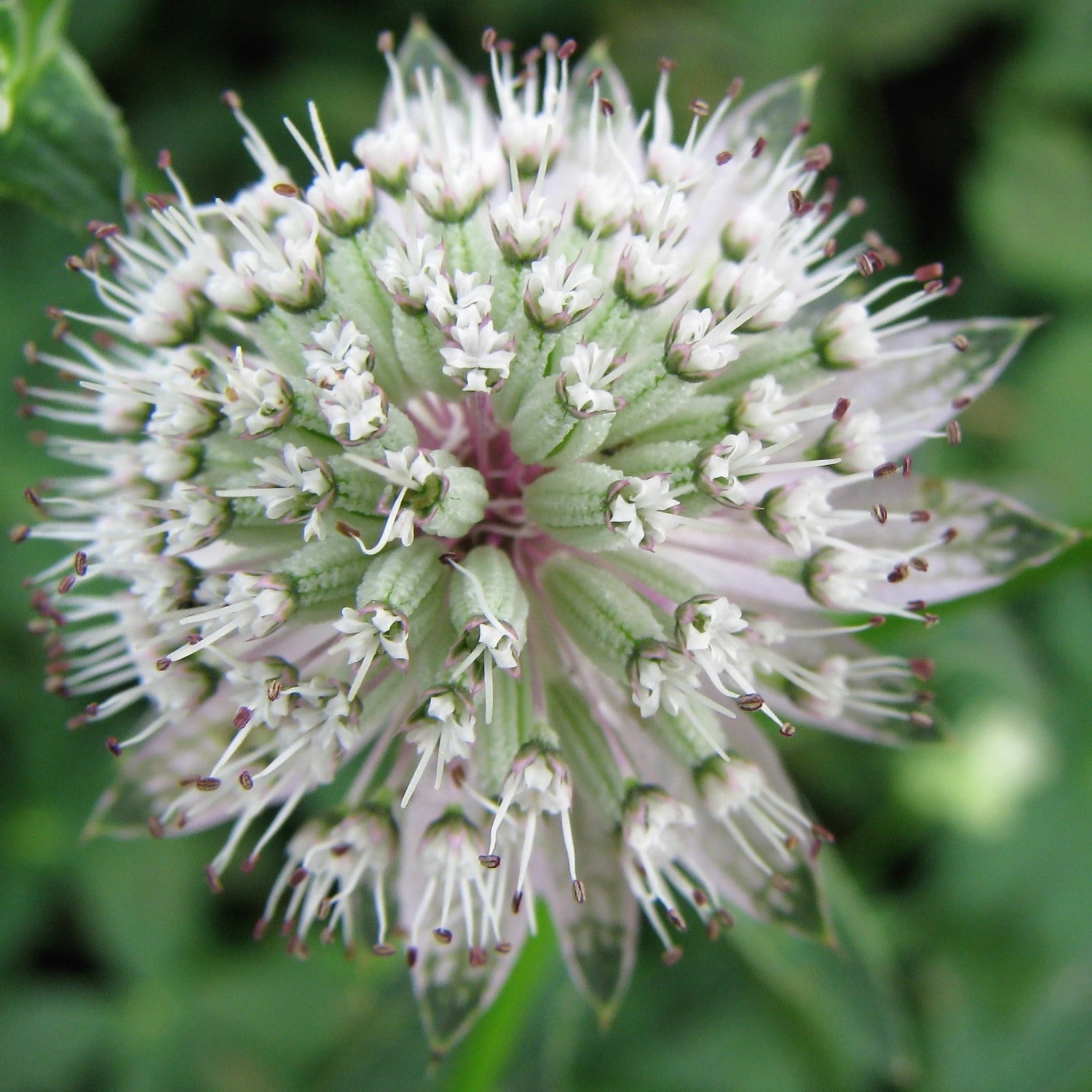 FuturePlanter Grosse Sterndole (Astrantia Major) Alle Pflanzen Im Shop 7 FuturePlanter Grosse Sterndole (Astrantia Major) Alle Pflanzen Im Shop