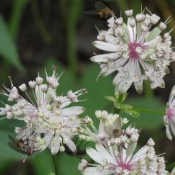 FuturePlanter Grosse Sterndole (Astrantia Major) Alle Pflanzen Im Shop 13 FuturePlanter Grosse Sterndole (Astrantia Major) Alle Pflanzen Im Shop