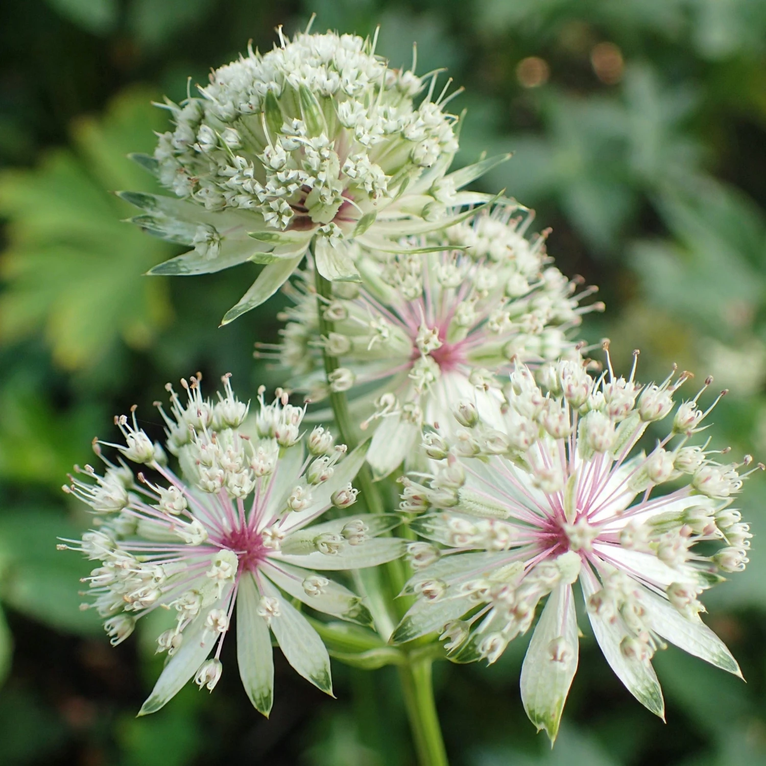 FuturePlanter Grosse Sterndole (Astrantia Major) Alle Pflanzen Im Shop 8 FuturePlanter Grosse Sterndole (Astrantia Major) Alle Pflanzen Im Shop