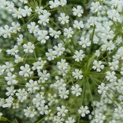 FuturePlanter Alle Pflanzen Im Shop Sicheldolde (Falcaria Vulgaris)