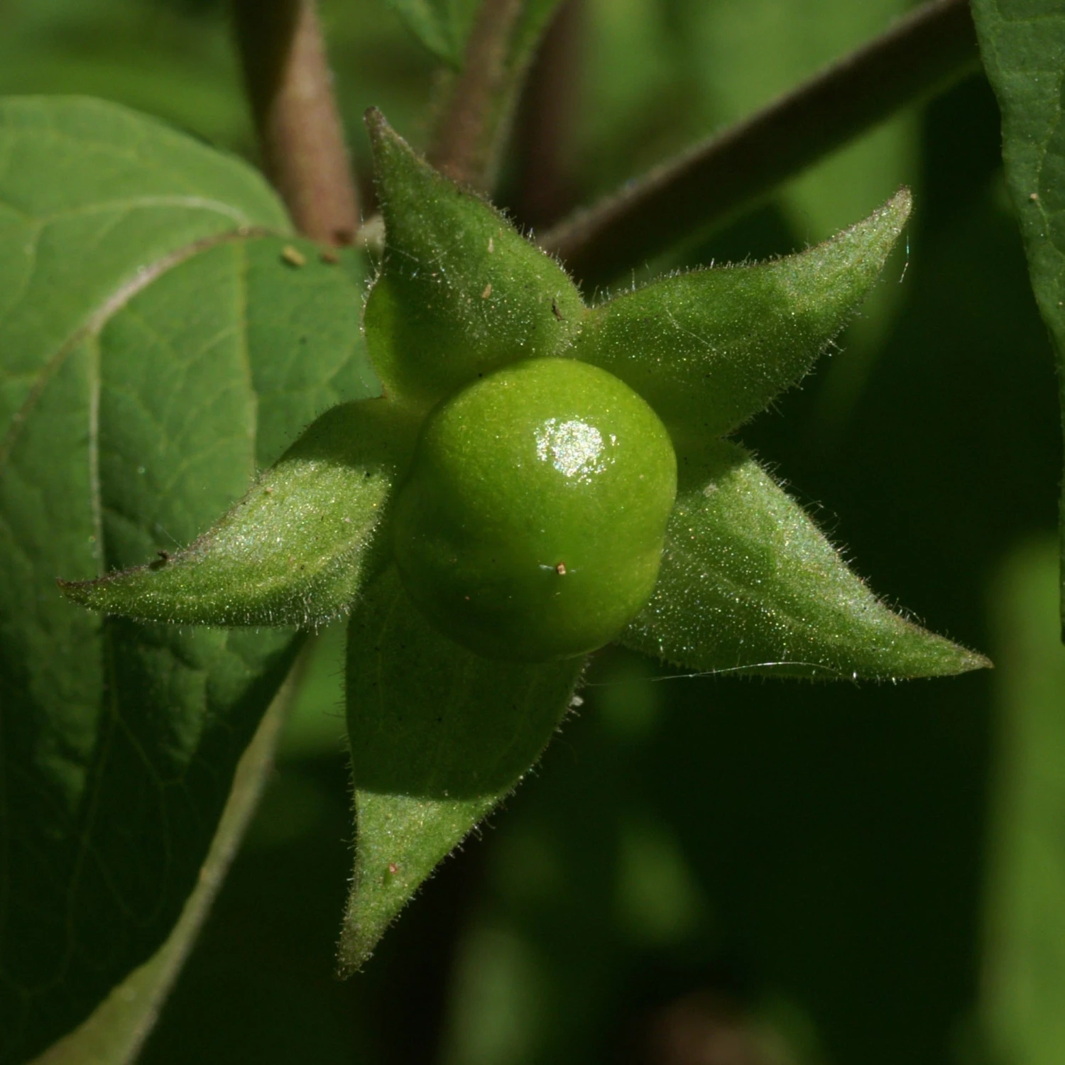 FuturePlanter Tollkirsche (Atropa Bella-donna) 6 FuturePlanter Tollkirsche (Atropa Bella-donna)