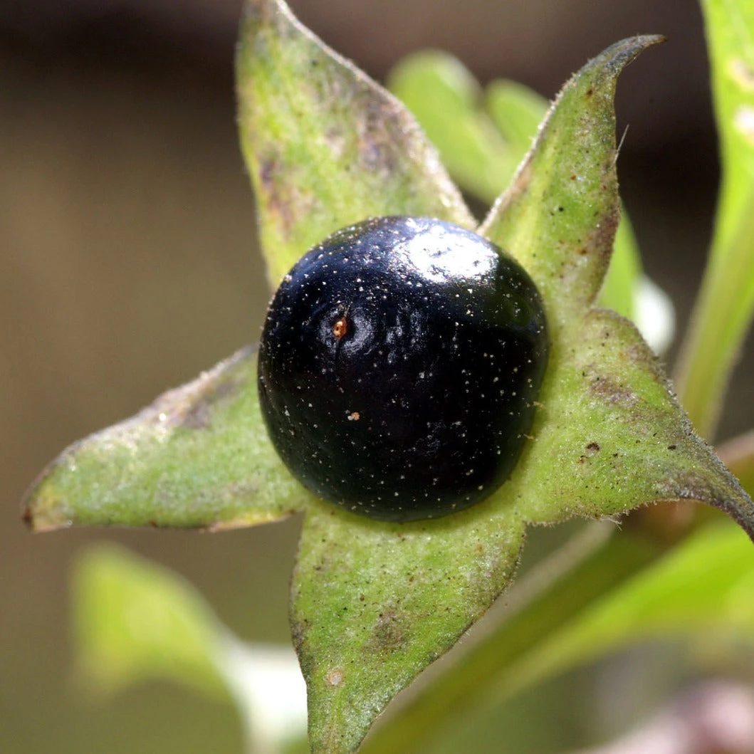 FuturePlanter Tollkirsche (Atropa Bella-donna) 8 FuturePlanter Tollkirsche (Atropa Bella-donna)
